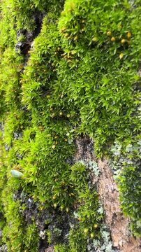 Macro Shot of Moss Growing on Urban Concrete Surface
