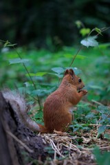 squirrel in the forest
