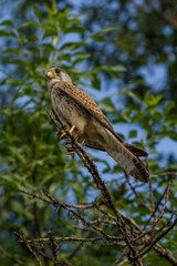 Falco tinnunculus
