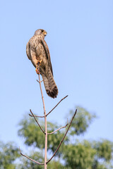 Common Kestrel Perched on Tree Branch Looking at Camera