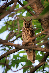 Long-eared Owl Staring at Camera While Holding a Mouse on Tree Branch