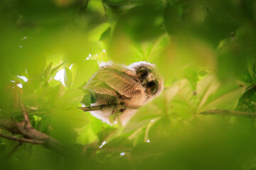 Long-eared Owl Chick Hidden in Green Foliage Looking Down at Photographer