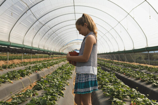 Child examining ripe strawberries in red container while standing inside greenhouse strawberry rows