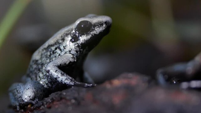Young Golden Poison Frog Close-Up in Dark Terrarium