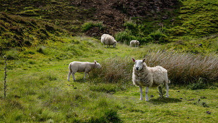 Sheep and lambs grazing peacefully in a green pasture in North York Moors National Park, UK