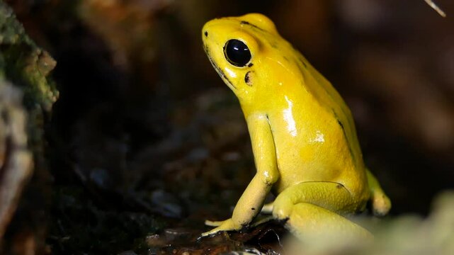 Bright Yellow Golden Poison Frog Close-Up in Dark Terrarium