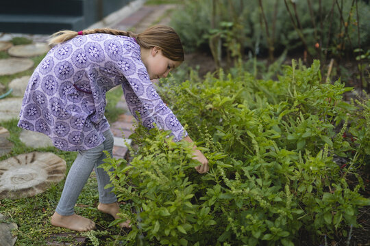 Basil plants getting harvested from raised garden bed on grassy lawn beside stone stepping pads