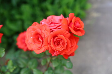 red roses in garden