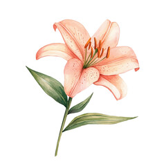 watercolor vector of A Fairy Lily Stem, isolated on a white background.