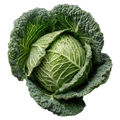 Fototapeta premium Savoy Cabbage Close up isolated on png transparent background