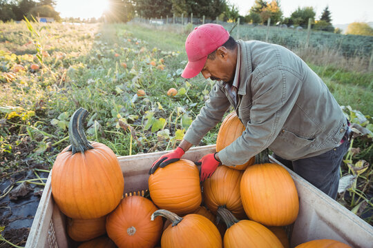 Man wearing red cap sorting pumpkins in plastic crate in pumpkin patch at sunset, copy space