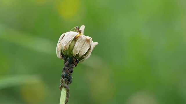 Black Aphids and Ant on Wilted Chamomile Flower Macro