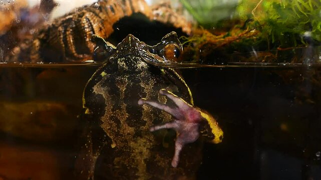 Malayan Horned Frog in Water Behind Terrarium Glass