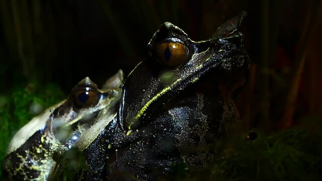 Malayan Horned Frog Close-Up on Dark Terrarium Background