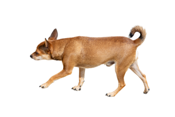 Chihuahua dog walking, isolated on white background.