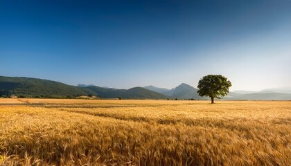 Fototapeta premium solitary tree in vast golden field distant mountains under clear sky warm sunlight enhances the tranquil and serene natural landscape