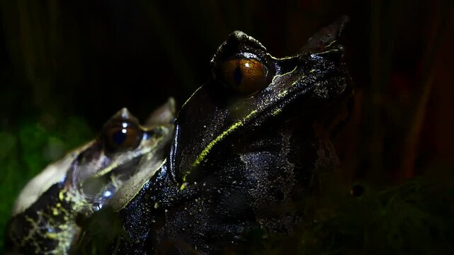 Malayan Horned Frog Close-Up on Dark Terrarium Background