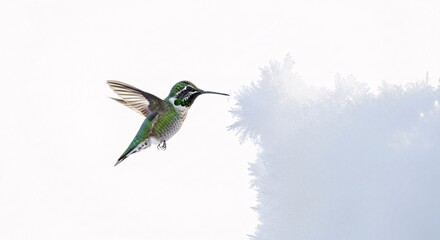 Fototapeta premium Green hummingbird in flight near frosty bush winter scene