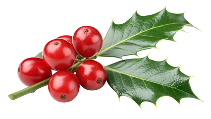 branch of holy berry isolated on transparent background