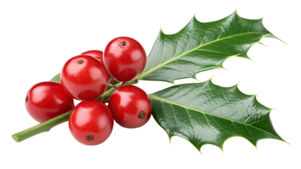 branch of holy berry isolated on transparent background