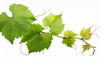 green vine with leaves isolated on transparent background