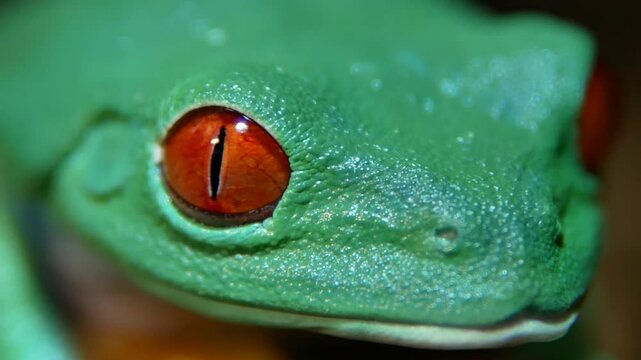 Red-Eyed Tree Frog Closes Eye Revealing Veined Eyelid Texture