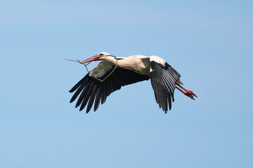Cigogne blanche, Ciconia ciconia, White Stork