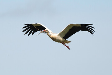 Cigogne blanche, Ciconia ciconia, White Stork