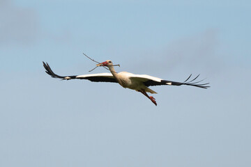Cigogne blanche, Ciconia ciconia, White Stork