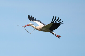 Cigogne blanche, Ciconia ciconia, White Stork