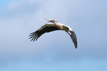 Cigogne blanche, Ciconia ciconia, White Stork