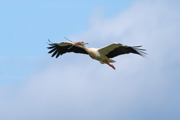 Cigogne blanche, nid,Ciconia ciconia, White Stork, Chateau de la Rivière, Parc Naturel Régional des Marais du Cotentin et du Bessin, Manche, 50