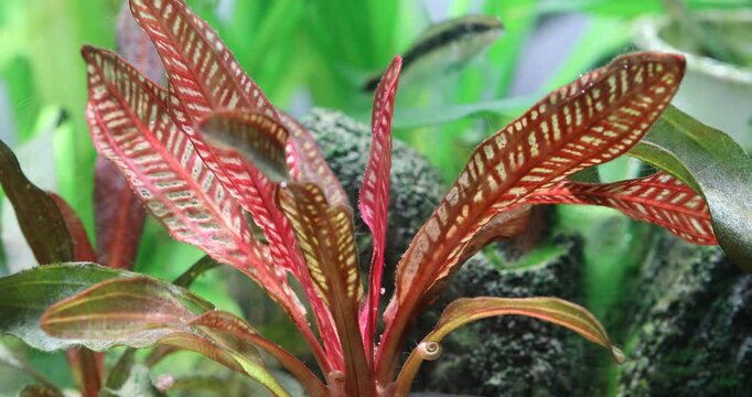 Freshwater aquarium with red echinodorus plant and celestial pearl danio margaritatus fish.