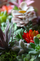 A macro photo of colorful bromeliads.