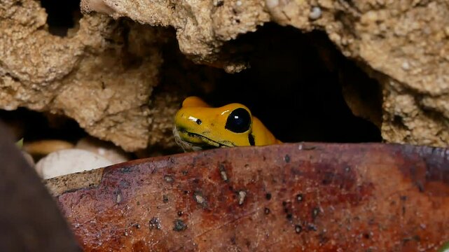 Golden Poison Frog Catches Fly with Tongue in Terrarium