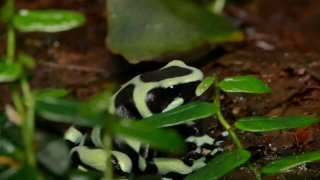 Green and Black Dart Frog Close-Up in Tropical Terrarium