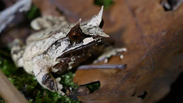 Malayan Horned Frog Close-Up on Dark Terrarium Background