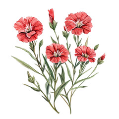 watercolor vector of A Dianthus Plant, isolated on a white background.