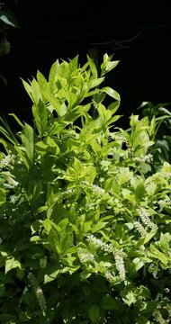 Itea virginica | Virginia willow - Virginia sweetspire - Virginia itea. Bushy shrub adorned with pretty curved white flower spikes and satin green elliptical leaves on arching stems