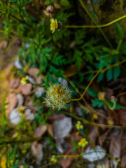 autumn leaves in the forest