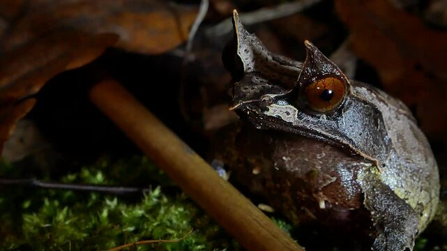 Malayan Horned Frog Close-Up on Dark Terrarium Background