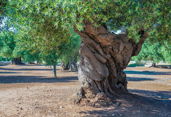 close-up of the twisted trunk of a very old olive tree in a field in Puglia, Italy