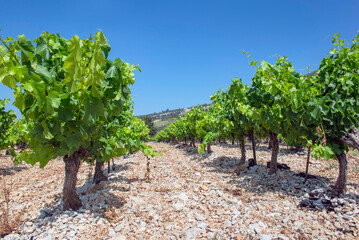 rows of vine vine with green foliage growing in summer under blue sky in the vineyard in France, vaucluse
