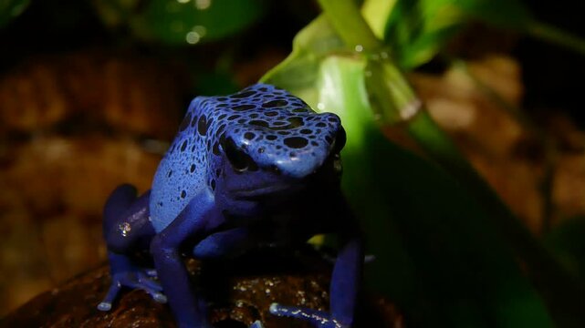 Blue Poison Dart Frog Close-Up in Tropical Terrarium Setting