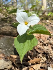 white flower in the forest