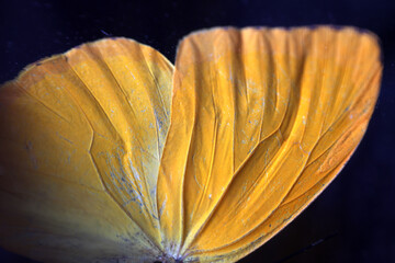 A macro photo of butterfly wings showing color, and intricate patterns