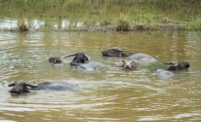 Fototapeta premium A group of water buffaloes cool themselves in a pond on a hot summer day