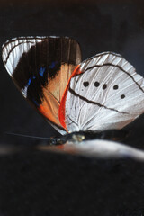 A macro photo of butterfly wings showing color, and intricate patterns