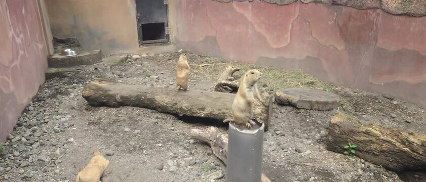 Slow motion video, Multiple prairie dogs interact and explore their habitat in a contained environment, featuring logs and soil.