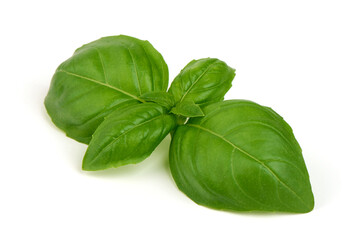 Basil Leaves Isolated, Fresh Green Herb